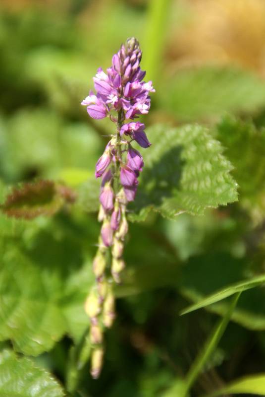 Unser Orchideenpark Bild Nr.056